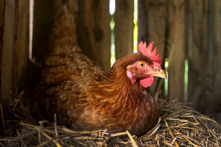 Pasture Raised Chicken